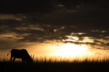 Naklejka na ściany i meble Eland antelope grazing at dusk, Masai Mara