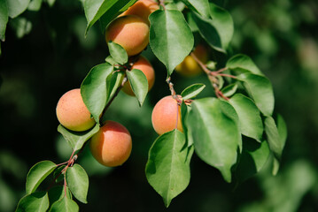 yellow plum on a branch in the garden