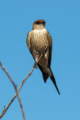 Hirondelle striée,.Cecropis abyssinica, Lesser Striped Swallow © JAG IMAGES