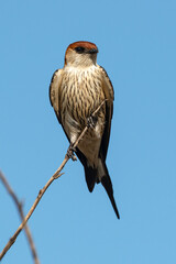 Hirondelle striée,.Cecropis abyssinica, Lesser Striped Swallow