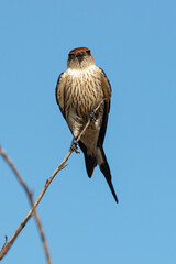 Hirondelle striée,.Cecropis abyssinica, Lesser Striped Swallow © JAG IMAGES