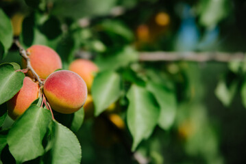 yellow plum on a branch in the garden