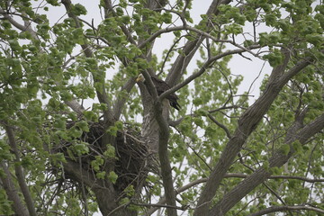 Bald eagle nest, McGee marsh, USA