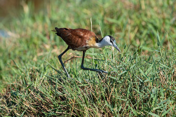 Jacana à poitrine dorée,.Actophilornis africanus, African Jacana, Parc national Kruger, Afrique du Sud