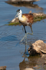 Jacana à poitrine dorée,.Actophilornis africanus, African Jacana, Parc national Kruger, Afrique du Sud