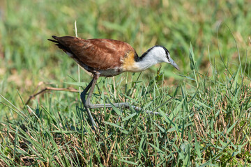 Jacana à poitrine dorée,.Actophilornis africanus, African Jacana, Parc national Kruger, Afrique du Sud