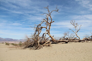 Fototapeta na wymiar Dead trees laying on sand dunes