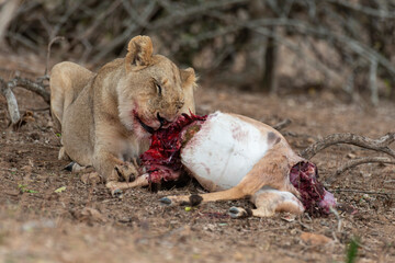 lion, femelle, lionne, Panthera leo, Afrique