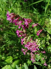 Beautiful landscape. Blooming heather in the forest.