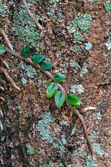 Epiphytic plant on tree trunk