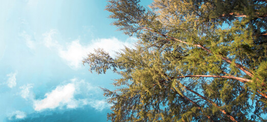 Obraz premium sun beam behind pine tree in summer