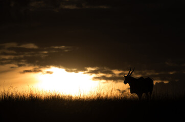 Fototapeta na wymiar Eland in Savannah during sunset, Masai Mara
