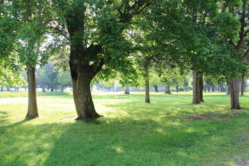 Green trees and green meadows