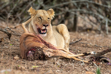 lion, femelle, lionne, Panthera leo, Afrique