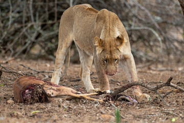 lion, femelle, lionne, Panthera leo, Afrique