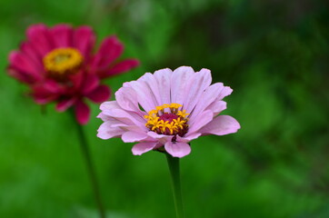 Obraz premium zinnias in full bloom