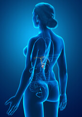 3d rendered medically accurate illustration of female Organs Gallbladder Anatomy