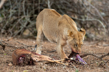 lion, femelle, lionne, Panthera leo, Afrique