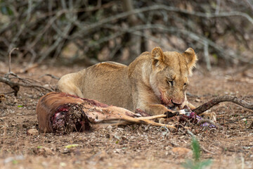 Naklejka premium lion, femelle, lionne, Panthera leo, Afrique
