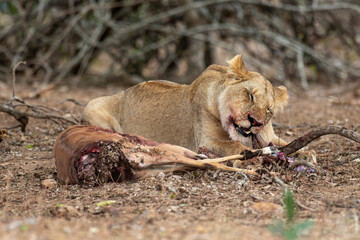 lion, femelle, lionne, Panthera leo, Afrique
