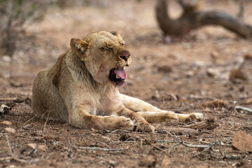 lion, femelle, lionne, Panthera leo, Afrique