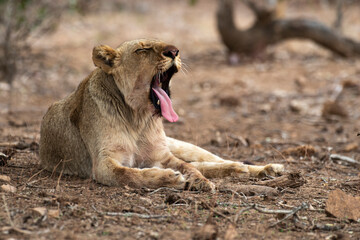 lion, femelle, lionne, Panthera leo, Afrique