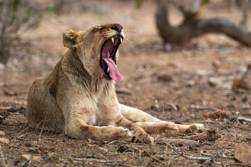 lion, femelle, lionne, Panthera leo, Afrique
