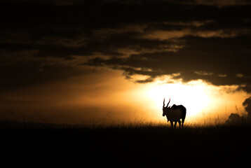 Eland antelope and the sunset at Masai Mara, Kenya