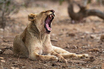 lion, femelle, lionne, Panthera leo, Afrique