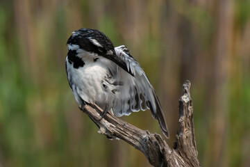 Martin pêcheur pie,.Ceryle rudis, Pied Kingfisher