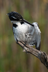 Martin pêcheur pie,.Ceryle rudis, Pied Kingfisher