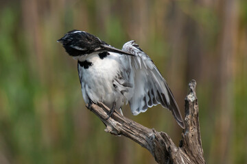 Fototapeta premium Martin pêcheur pie,.Ceryle rudis, Pied Kingfisher