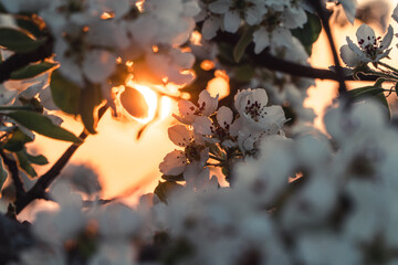 The early morning sun breaching through the branches of a cherry tree.