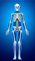 Fototapeta premium 3d rendered medically accurate illustration of a young boy lymphatic system
