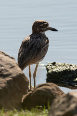 Oedicnème vermiculé, Burhinus vermiculatus, Water Thick knee