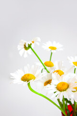 Obraz premium Wildflowers. Daisy. Bouquet of daisies on a light background.