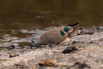 Tourtelette émeraudine,.Turtur chalcospilos, Emerald spotted Wood Dove