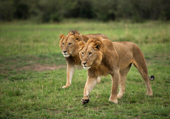 Fototapeta na wymiar Lions wailking on the green grasses, Masai Mara