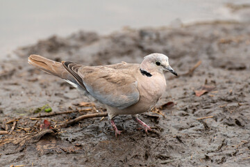 Tourterelle du Cap,
Streptopelia capicola, Ring necked Dove