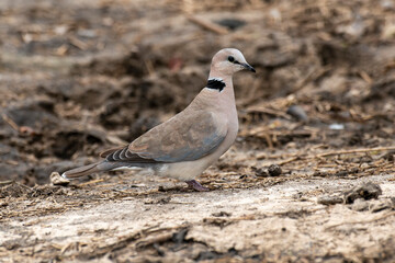 Tourterelle du Cap,
Streptopelia capicola, Ring necked Dove