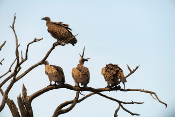 Vautour africain,.Gyps africanus, White backed Vulture, Parc national Kruger, Afrique du Sud
