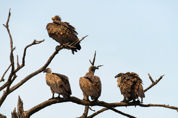 Vautour africain,.Gyps africanus, White backed Vulture, Parc national Kruger, Afrique du Sud