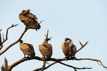 Vautour africain,.Gyps africanus, White backed Vulture, Parc national Kruger, Afrique du Sud
