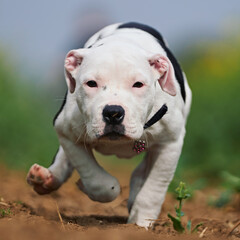 Obraz premium Happy staffy running towards you