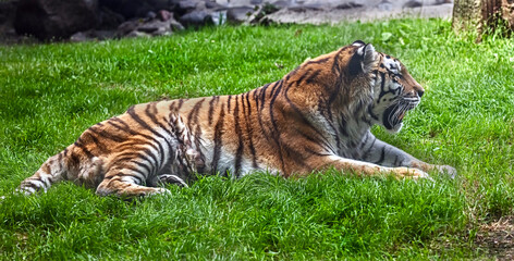 Siberian tiger female on the lawn. Latin name - Panthera tigris altaica