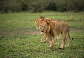 Fototapeta na wymiar Lions walking on green, Masai Mara