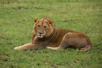 Lion resting on green at Masai Mara, Kenya