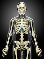 3d rendered, medically accurate illustration of a male skeleton system