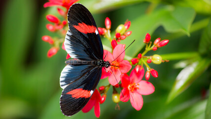 red admiral butterfly
