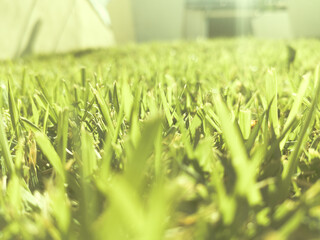 Grass Field